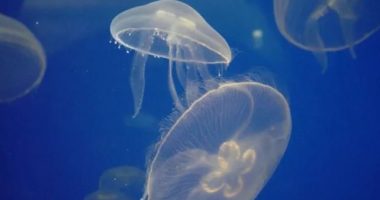 Francë, kandilët e detit ”mbyllin” centralin më të madh bërthamor të Evropës Perëndimore