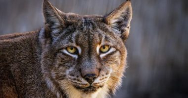 “Kafshë shtëpiake si ushqim për grabitqarët”, thirrja e pazakontë e një kopshti zoologjik në Danimarkë