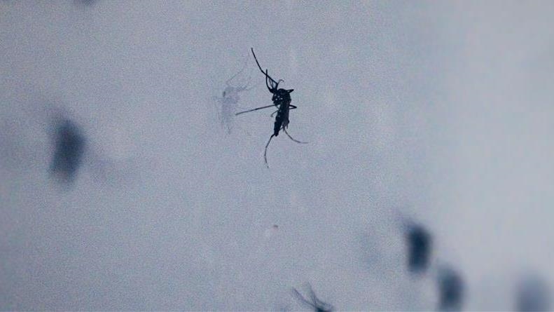 Evropa përballet me kërcënim në rritje nga sëmundjet e transmetuara nga mushkonjat