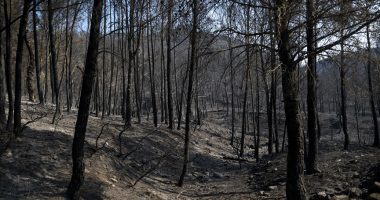 Zjarret djegin më shumë se 130 hektarë sipërfaqe pyjore në juglindje të Francës
