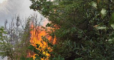 Zjarri djeg sipërfaqe të konsiderueshme pyjore në Patos, zjarrfikësit ndërhyjnë për të shuar flakët
