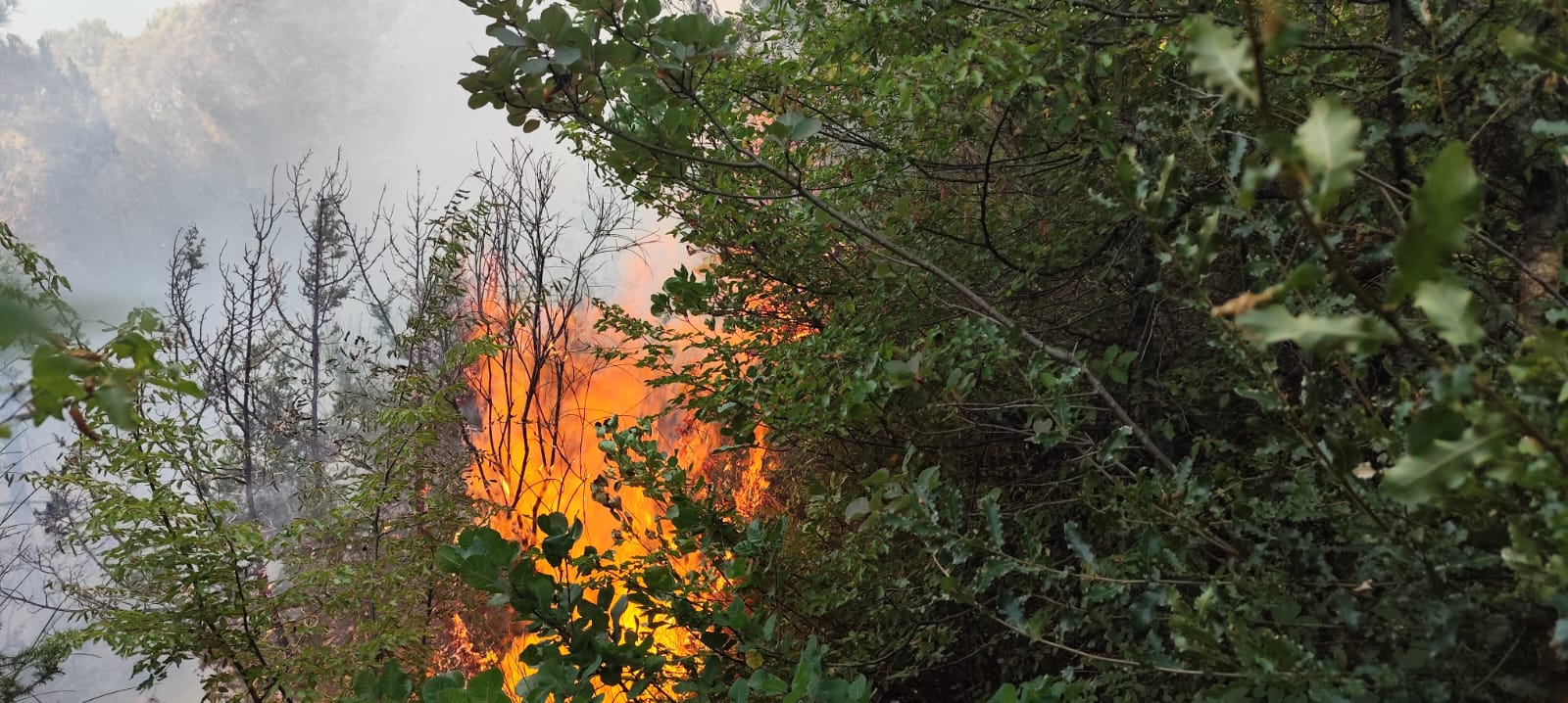 Zjarri djeg sipërfaqe të konsiderueshme pyjore në Patos, zjarrfikësit ndërhyjnë për të shuar flakët