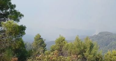 Zjarri djeg sipërfaqe të konsiderueshme pyjore në Patos, zjarrfikësit ndërhyjnë për të shuar flakët