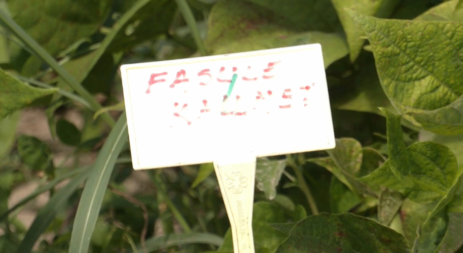Perimet “Made in Albania”/ Fermerët kthehen te produktet origjinale, UBT i mbështet me fara