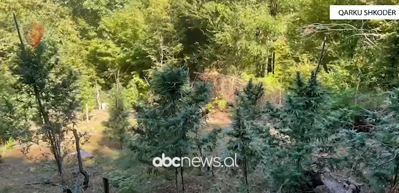 Aksion në qarkun Shkodër/ Asgjësohen mbi 1400 bimë narkotike, procedohen disa persona