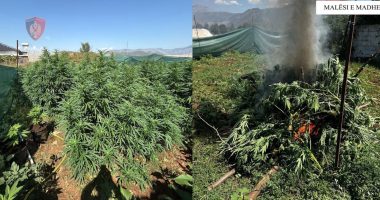 Arrestohet 54-vjeçari/ Malësi e Madhe, kishte kultivuar qindra bimë kanabisi