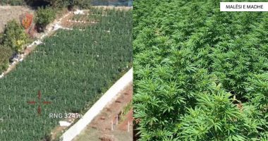 “Saraje” me kanabis/ Goditet grupi në Malësi të Madhe, asgjësohen mbi 5000 bimë narkotike