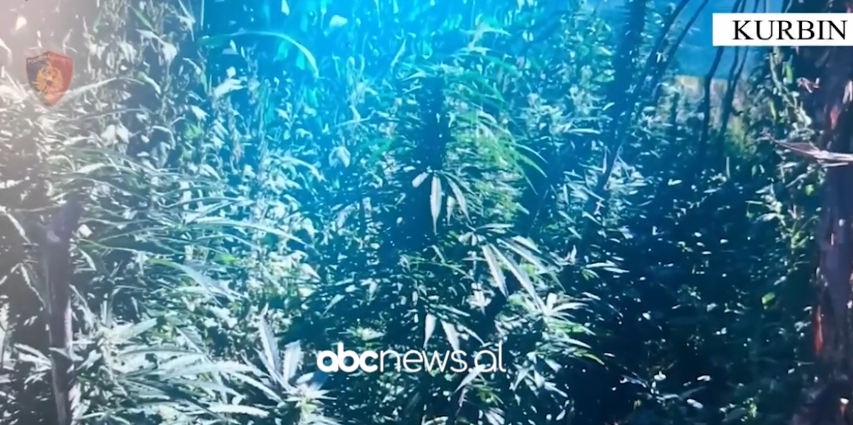 VIDEO/ Kultivoi kanabis në oborrin e banesës, arrestohet i riu në Kurbin