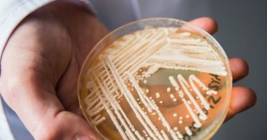 Një kërpudhë vrasëse alarmon spitalet evropiane