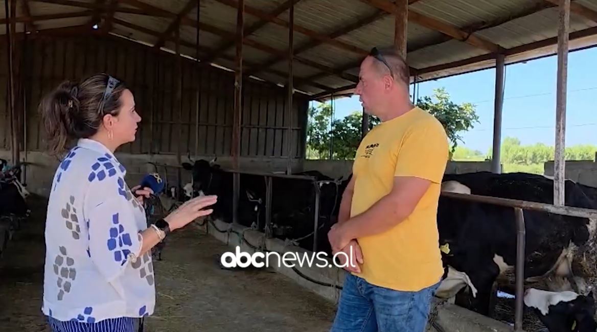 Gjedhëtaria si profesion/ Jetmir Gjeci nga Libofsha: Punë e vështirë, por fitimprurëse