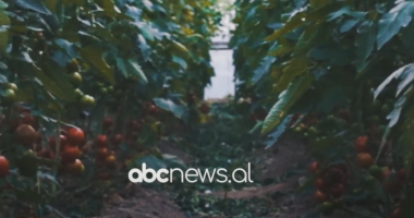 Klima po dëmton bujqësinë/ Studimi: Deri në 2030 prodhimi i disa kulturave do ulet 10 përqind