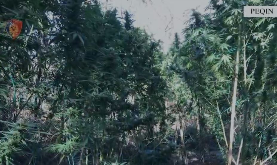 EMRAT/ Kultivonin kanabis, 5 të arrestuar në Peqin, sekuestrohen armë e municion luftarak