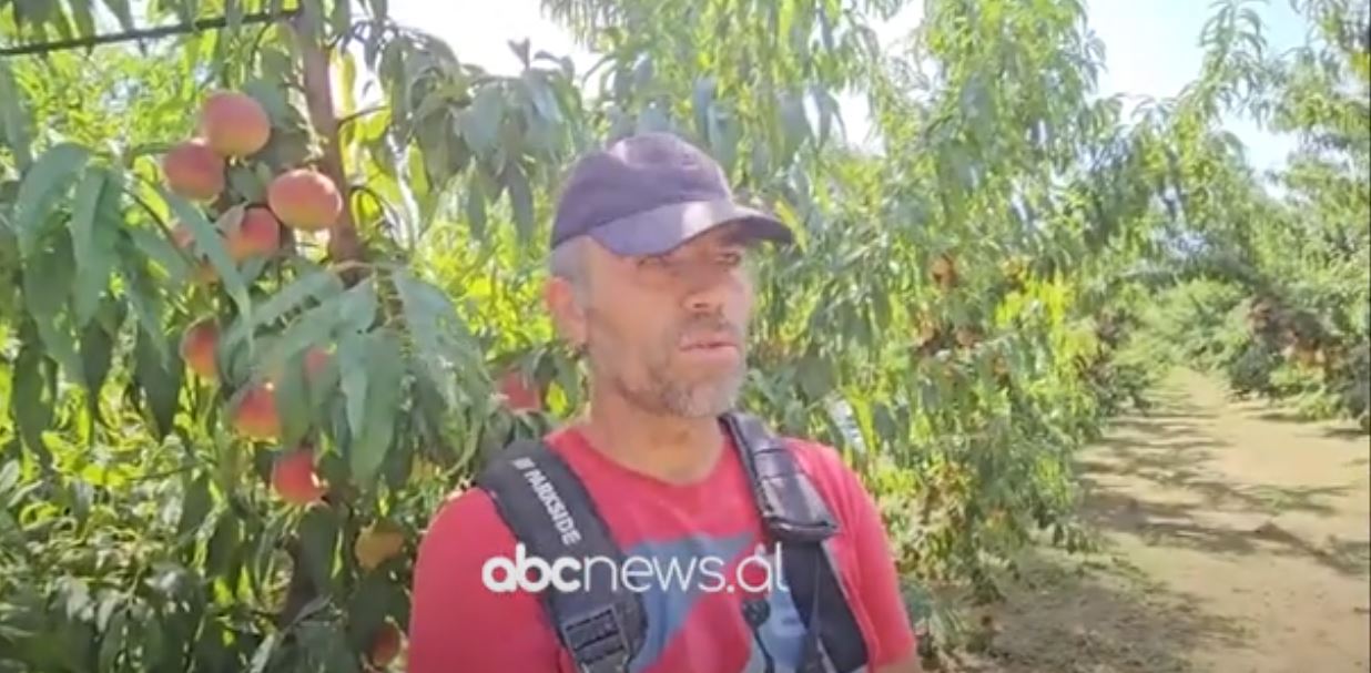 Rendiment rekord i pjeshkës në Peqin/ Prodhimi u rrit me 42 përqind, ndikoi mbështetja me subvencione