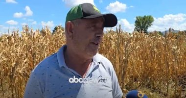 Shiu mbërriti vonë, thatësira dëmtoi të mbjellat më misër në Myzeqe