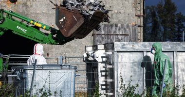 Rritet numri i rasteve të gripit të shpendëve në Gjermani