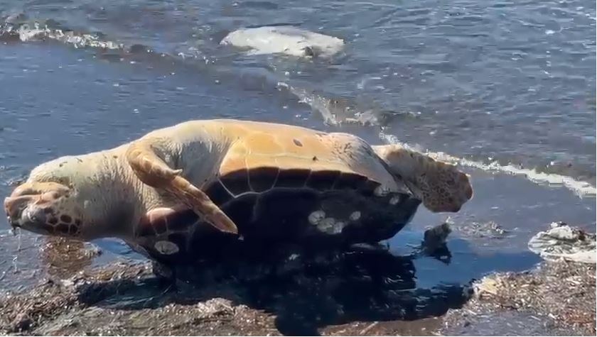 VIDEO/ Gjendet e ngordhur një breshkë e rrallë në Vlorë