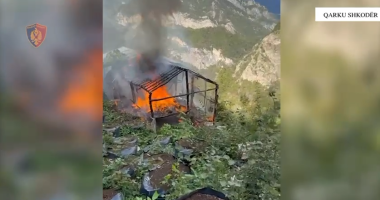 Aksion në Shkodër/ Asgjësohen mbi 4000 bimë narkotike, procedohen penalisht pesë persona