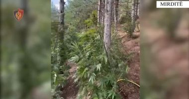 Kishin mbjellë drogë në parcela/ Mirditë, arrestohen dy persona