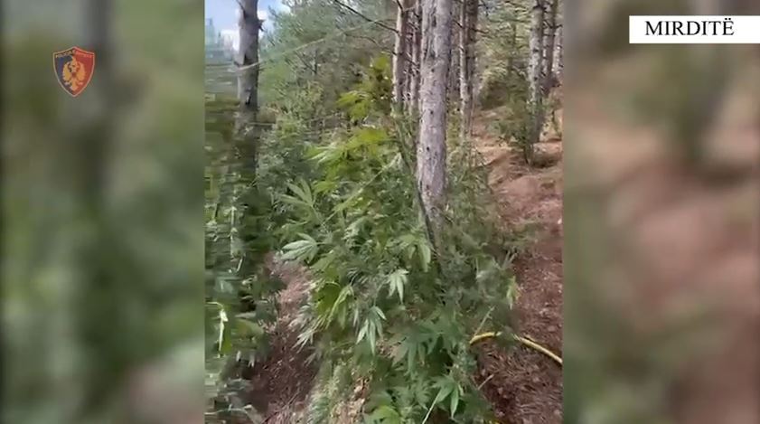 Kishin mbjellë drogë në parcela/ Mirditë, arrestohen dy persona