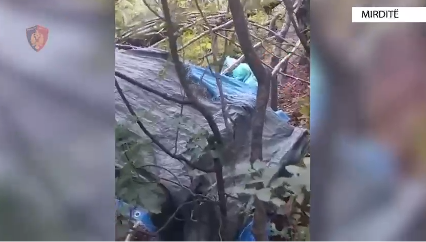 Kultivoi kanabis në parcelë/ Mirditë, arrestohet 51-vjeçari. Asgjësohen bimët narkotike