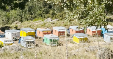 Mjalti “magjik” i Palasës/ Cilësia dhe shija tërheqin vëmendjen e të huajve