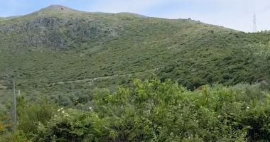 Kultivimi i bimëve mjekësore/ Fier, plantacione me dafinë organike, hithër e sherebelë