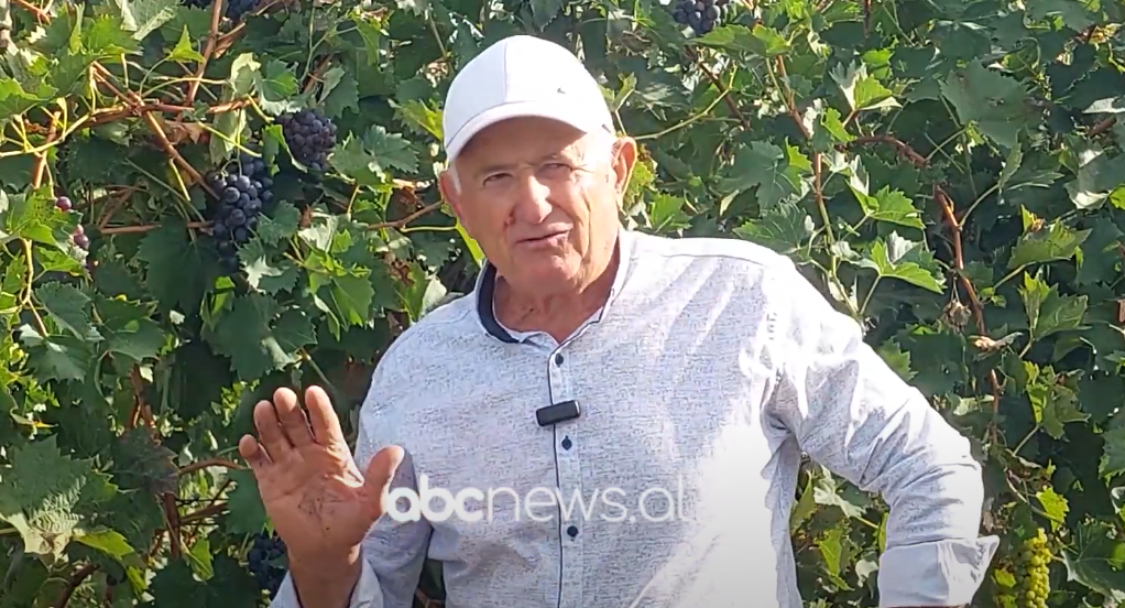 Një jetë në shërbim të tokës/ Fermeri 76-vjeçar nga Bushneshi i Krujës, kampioni i vreshtarisë