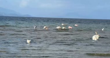 Magjia e vjeshtës në Pogradec, flamingot ‘vizitorët’ më të rinj të liqenit