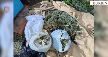 VIDEO/ Arrestohet 62-vjeçari në Kurbin, në banesë iu gjetën mbi 7 kilogramë kanabis