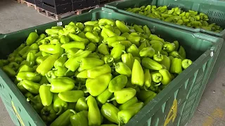 Subvencione në bujqësi/ Fier, kanë përfituar 18 mijë fermerë