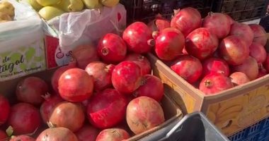 Shega, “mbretëresha” e vjeshtës/ Shtohet sipërfaqja e kultivuar në Fier