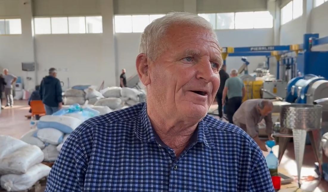 Vlorë, bie prodhimi i ullirit/ Fermerët: Cilësia e vajit është më e mirë