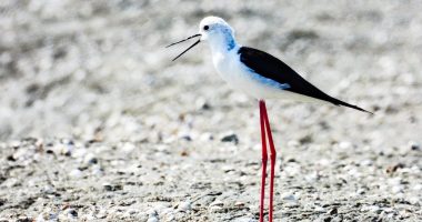 Instrumenti inovativ “Laguna e Nartës”, arritje shkencore shqiptare/ Rama ndan me krenari lajmin