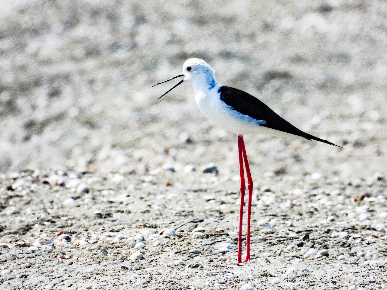 Instrumenti inovativ “Laguna e Nartës”, arritje shkencore shqiptare/ Rama ndan me krenari lajmin