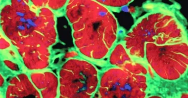 Një gjen miqësor ndaj zemrës ndihmon riparimin e saj pas një ataku