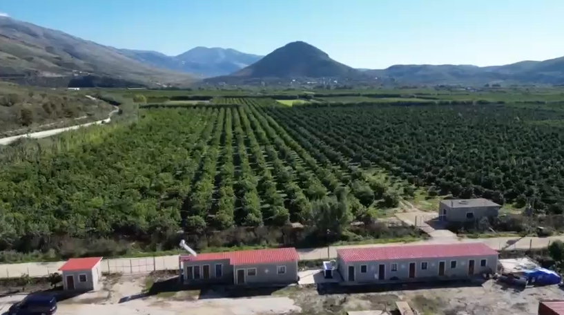 Mandarinat e Konispolit mbeten në pemë   Ngrin  eksporti  prodhuesit nuk gjejnë treg në BE