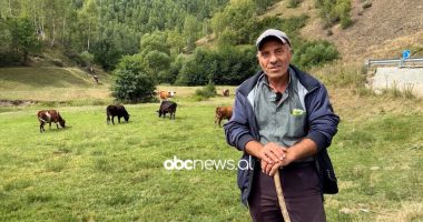 Vjeshta mbaron më herët në Novosej/ Blegtorët në kullota edhe për pak kohë, shfrytëzojnë ditët e fundit të stinës