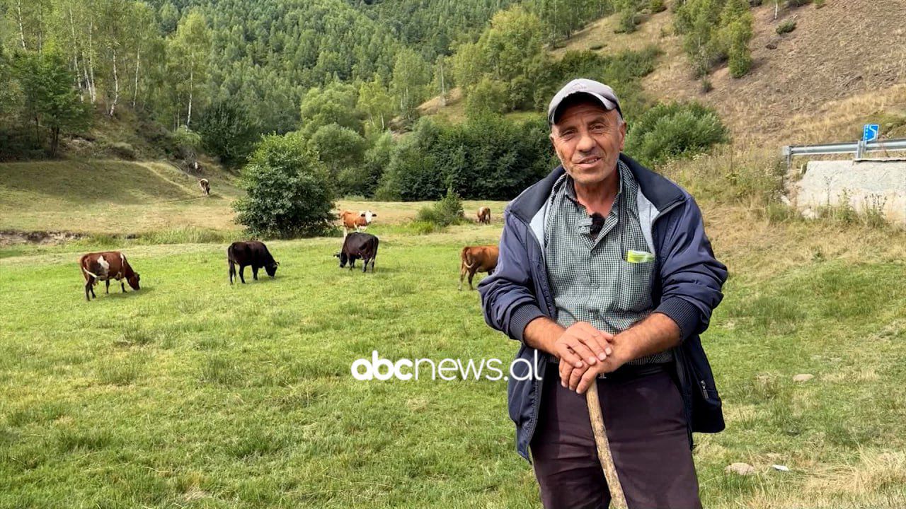 Vjeshta mbaron më herët në Novosej  Blegtorët në kullota edhe për pak kohë  shfrytëzojnë ditët e fundit të stinës