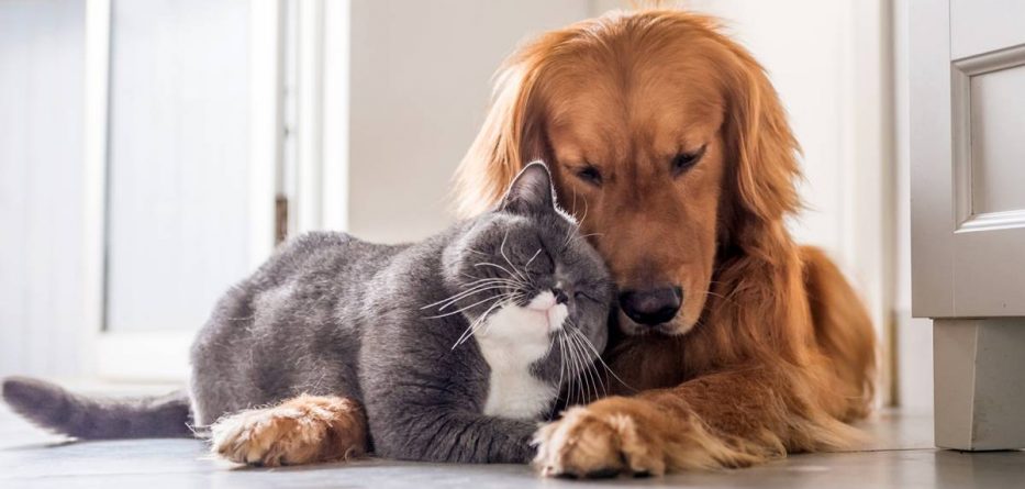 Spanja miraton reformën e re  Kafshët shtëpiake trajtohen si pjesë e familjes