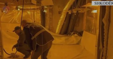 VIDEO/ Zbulohet një magazinë për kultivimin e kanabisit me anë të llambave, 3 të arrestuar dhe disa proceduar