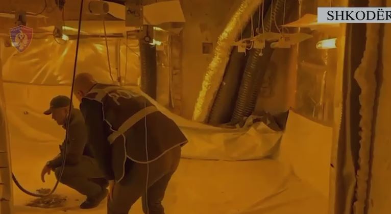 VIDEO  Zbulohet një magazinë për kultivimin e kanabisit me anë të llambave  3 të arrestuar dhe disa proceduar