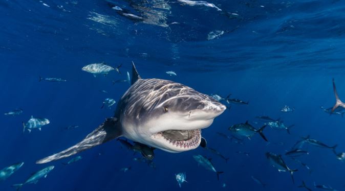 Turistët sulmohen nga peshkaqeni  Australi  një viktimë dhe një i plagosur rëndë