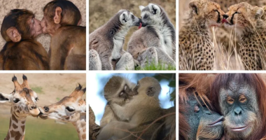 Kur u dha puthja e parë?!/ E zbulon shkenca: 21 milionë vjet më parë