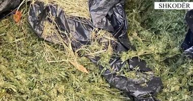VIDEO/ Zbulohet një ambient ku përgatitej kanabis në Shkodër, në pranga organizatori dhe 6 shtetase