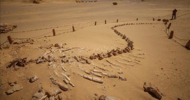Egjipt, “Lugina e Balenave” tërheq vizitorët me muzeun e hapur të fosileve