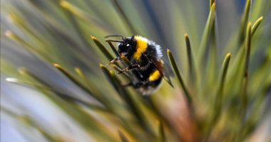Bletët mësojnë të lexojnë “kodin e dritës” në studimin e inteligjencës së insekteve