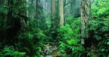 Alarmi global: Bota po humbet 10 milionë hektarë pyje tropikale çdo vit