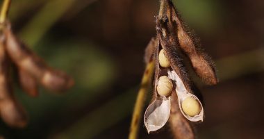 Kina pezullon kontrollet e eksportit mbi burimet strategjike, rifillon importet e sojës dhe trungjeve nga SHBA