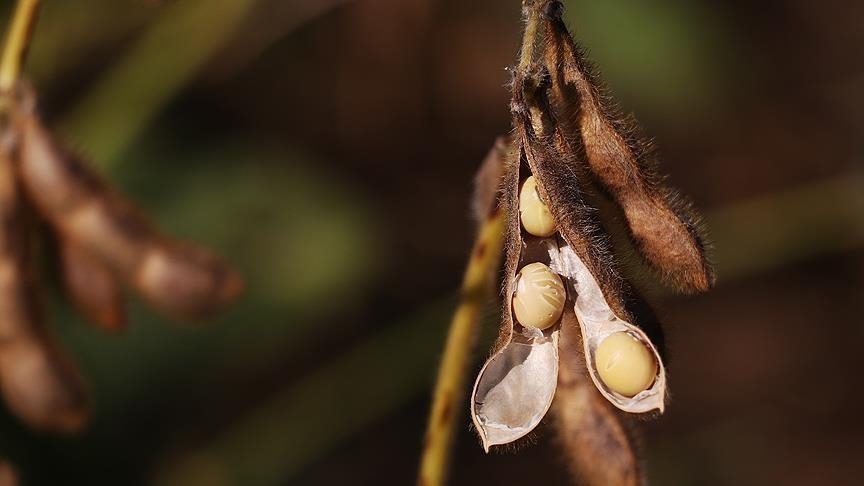Kina pezullon kontrollet e eksportit mbi burimet strategjike  rifillon importet e sojës dhe trungjeve nga SHBA