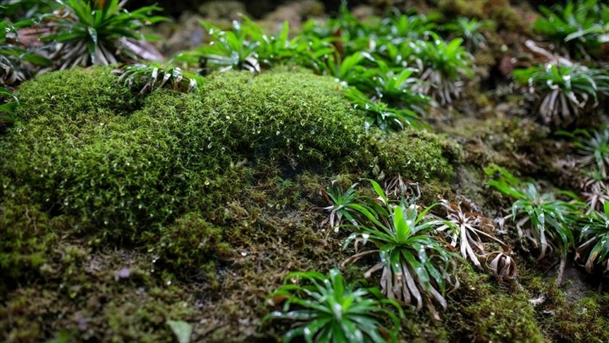 Studimi  Myshku mbijeton 9 muaj në hapësirë